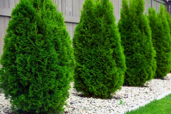 Arborvitae Planting in Manchester