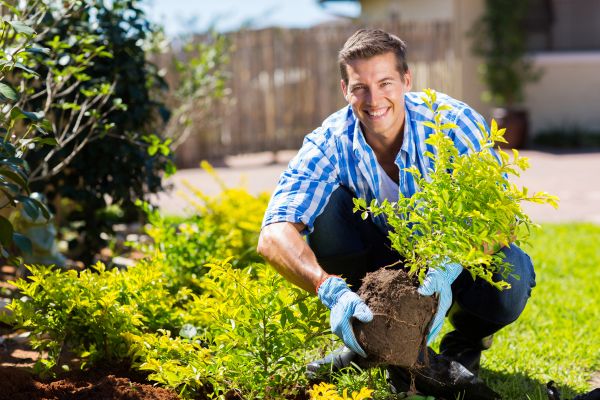 Bush Planting Service in Manchester