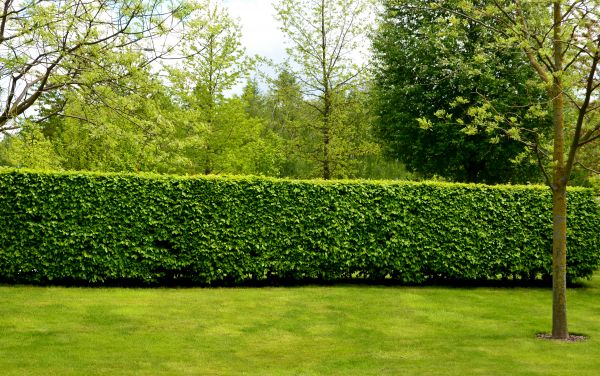 Hedge Planting in Manchester