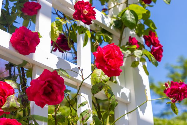 Home Gardening Service in Manchester