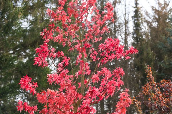 Japanese Maple Planting in Manchester