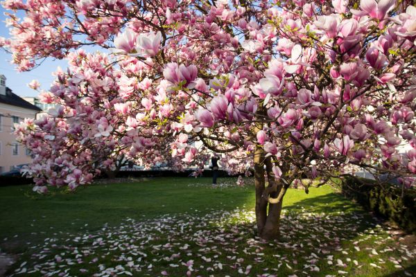 Magnolia Tree Planting in Manchester