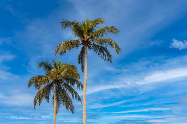 Palm Tree Planting in Manchester