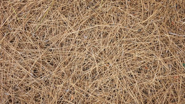 Pine Needles Delivery in Manchester
