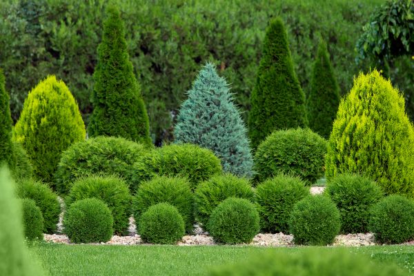 Shrub Replacement in Manchester