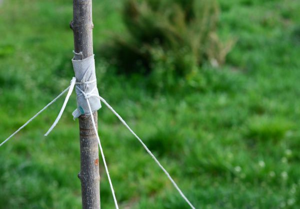 Tree Staking Service in Manchester