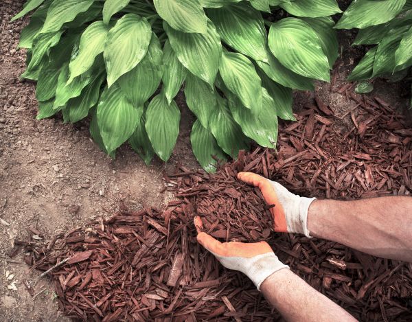 Shredded Mulch Service in Manchester