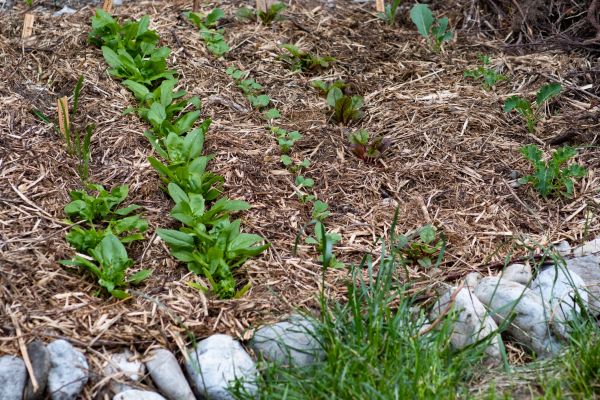 Mulch Service in Manchester