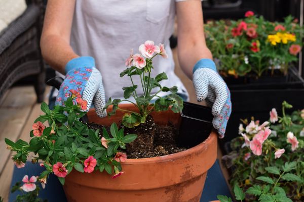Plant Care Service in Manchester
