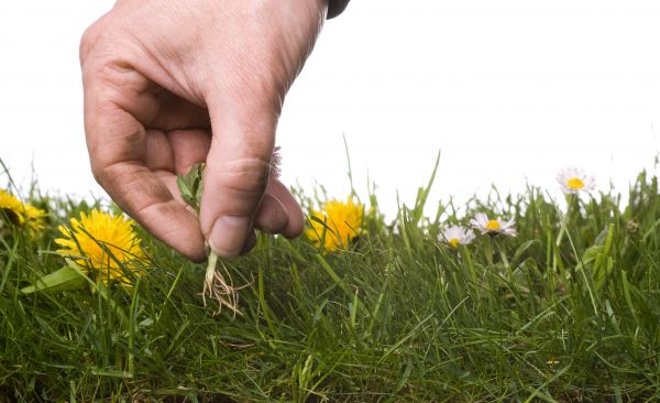 Lawn Weeding in Manchester