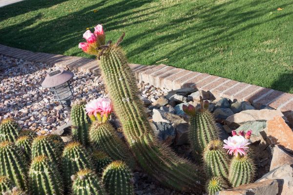 Desert Landscaping in Manchester