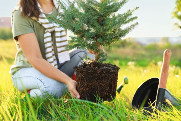Spruce Tree Planting in Manchester