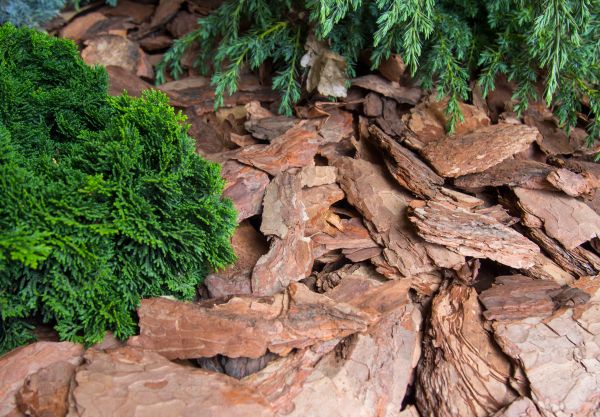Pine Bark Installation in Manchester