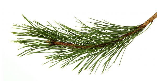 Pine Needles Installation in Manchester