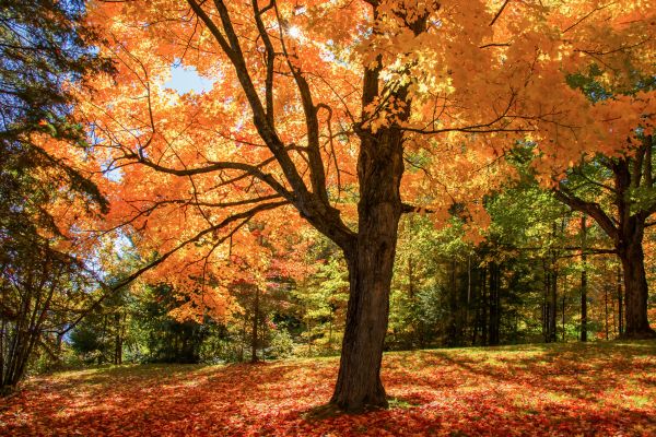 Maple Tree Planting in Manchester
