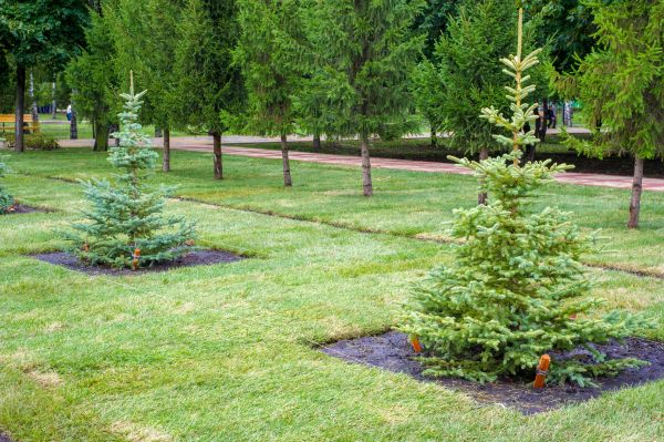 Privacy Trees Planting in Manchester