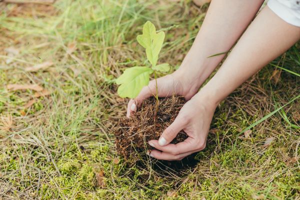 Oak Tree Planting in Manchester