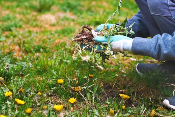 Flower Bed Clearing in Manchester