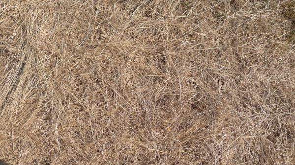 Pine Straw Replacement in Manchester