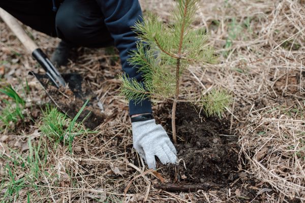 Pine Tree Planting in Manchester