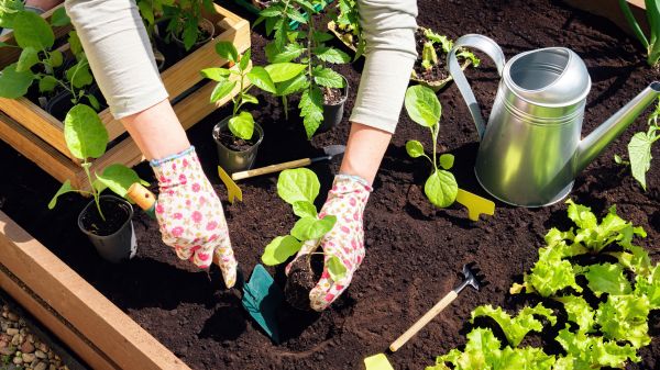 Garden Bed Installation in Manchester
