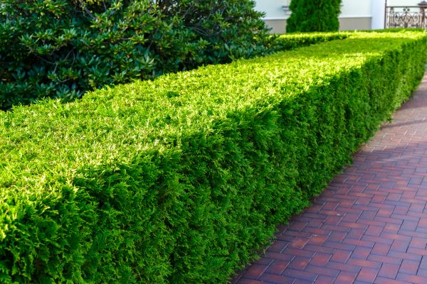 Hedge Installation in Manchester