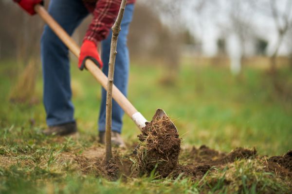 Trees Planting in Manchester