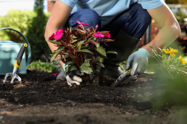 Plant Replacement in Manchester