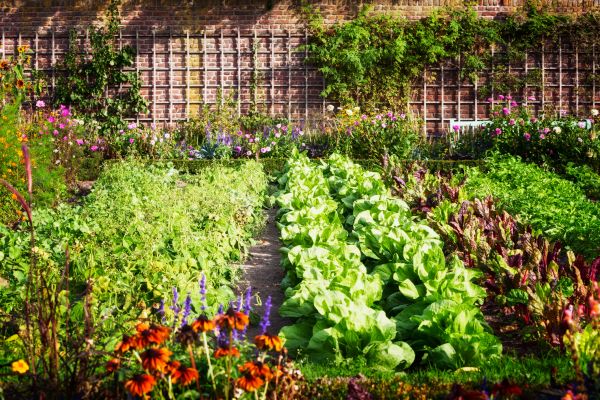 Garden Planting Service in Manchester