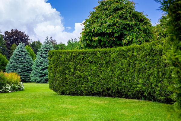 Hedge Landscaping in Manchester