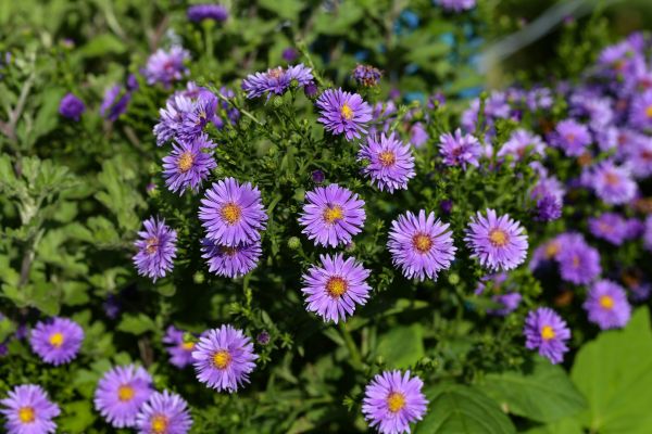 Perennial Flower Planting in Manchester