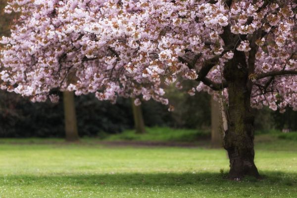 Cherry Tree Planting in Manchester