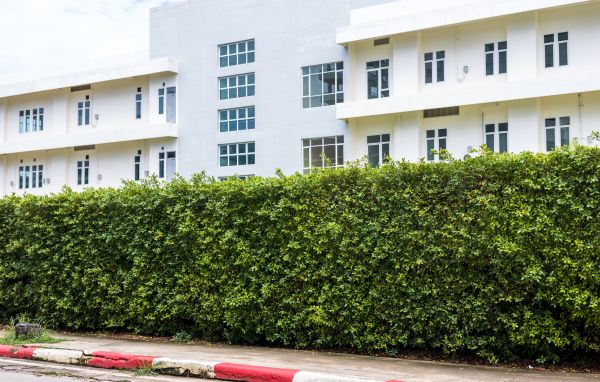 Privacy Landscaping in Manchester