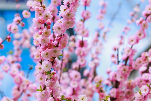 Japanese Cherry Tree Planting in Manchester