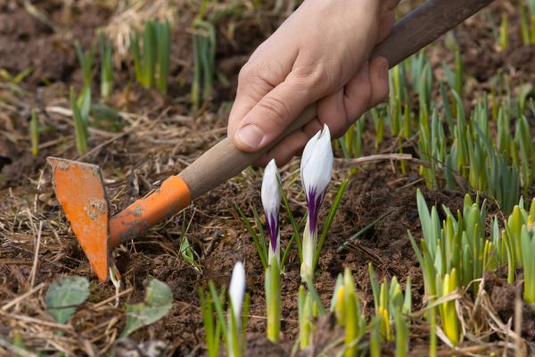 Flower Garden Weeding in Manchester