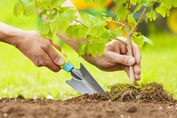 Fruit Tree Planting in Manchester