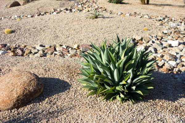 Xeriscaping Service in Manchester