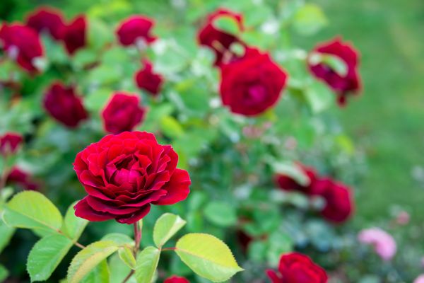 Rose Planting in Manchester
