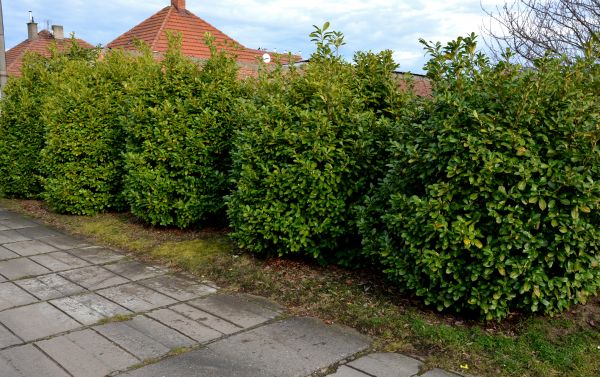 Privacy Shrub Installation in Manchester