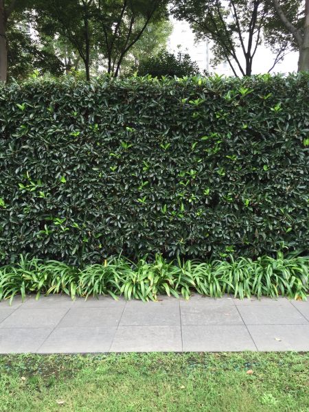Privacy Shrub Planting in Manchester