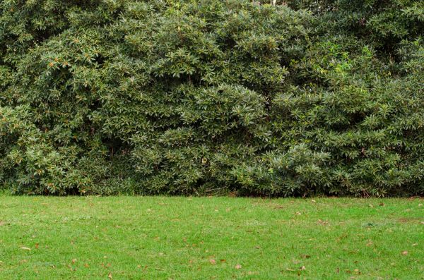 Privacy Hedge Planting in Manchester