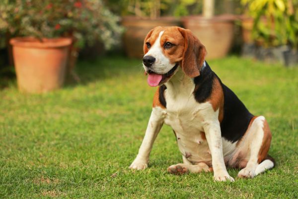 Dog Friendly Landscaping in Manchester