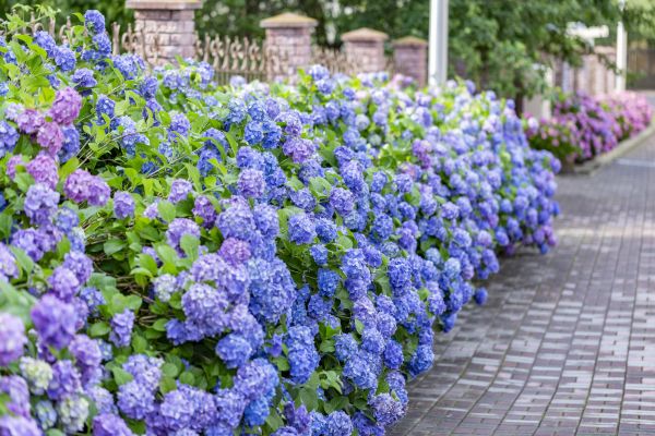 Hydrangea Landscaping in Manchester