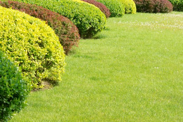 Shrubbery Planting in Manchester