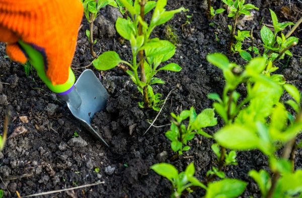 Hydrangea Planting in Manchester