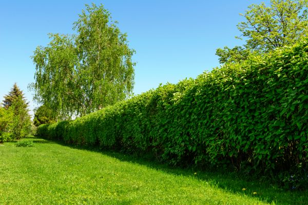 Hedge Replacement in Manchester