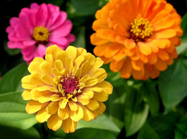 Zinnia Planting in Manchester