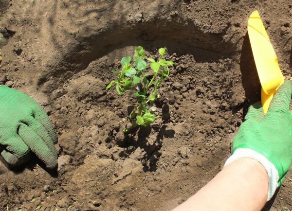 Rose Bush Planting in Manchester