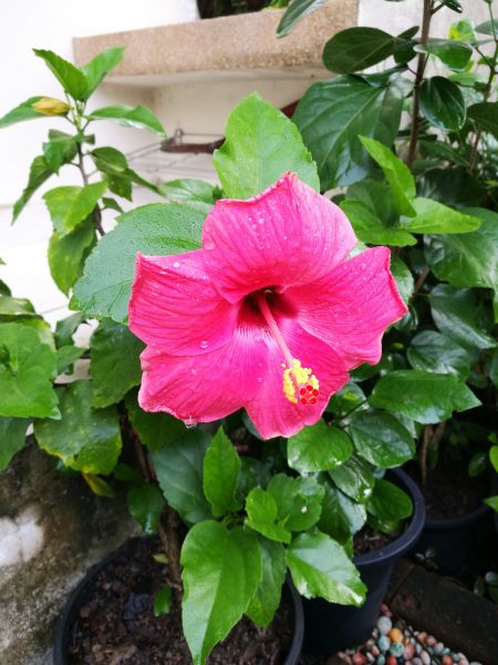 Hibiscus Planting in Manchester