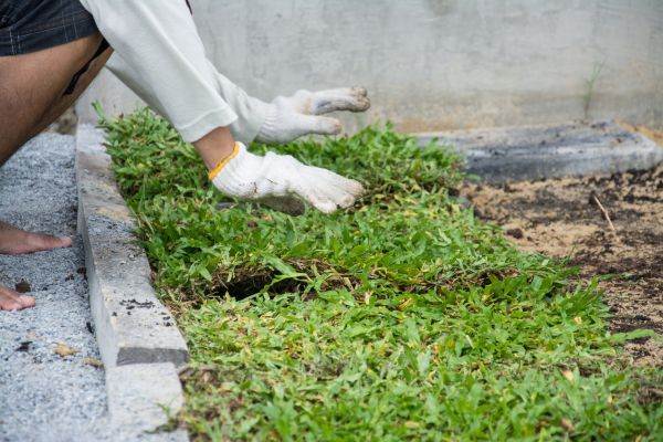 Ground Cover Planting in Manchester